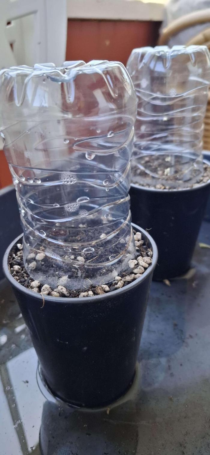 VGrow - Palestinian Princess F2. Week 0 - 31st Jan 2026, seeds planted after germ.