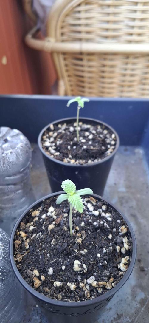 VGrow - Palestinian Princess F2. Week 1