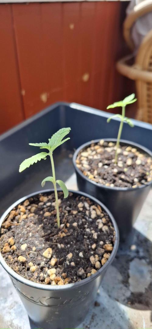 VGrow - Palestinian Princess F2. Week 2