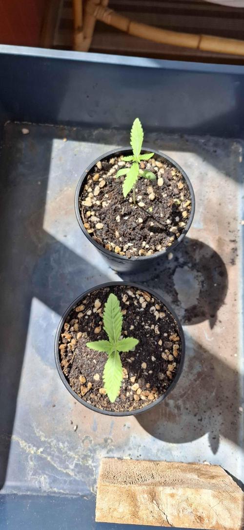 VGrow - Palestinian Princess F2. Week 2