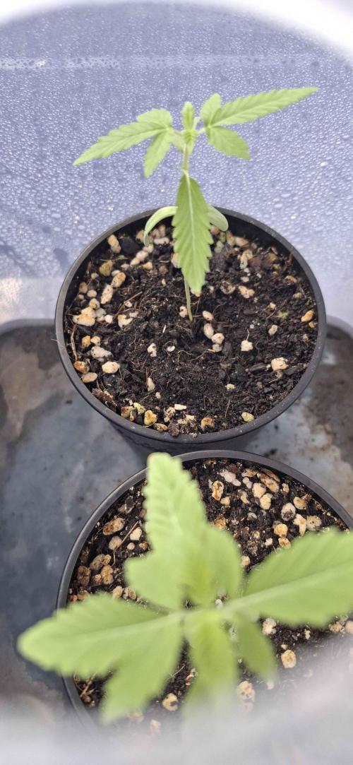 VGrow - Palestinian Princess F2. Week 3