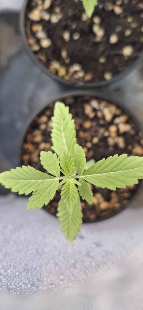 VGrow - Palestinian Princess F2. Week 3