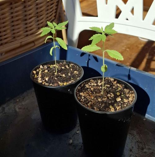 VGrow - Palestinian Princess F2. Week 3