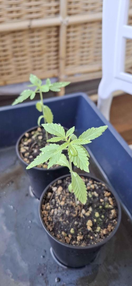 VGrow - Palestinian Princess F2. Week 3