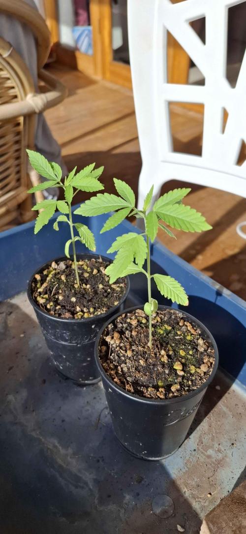 VGrow - Palestinian Princess F2. Week 4