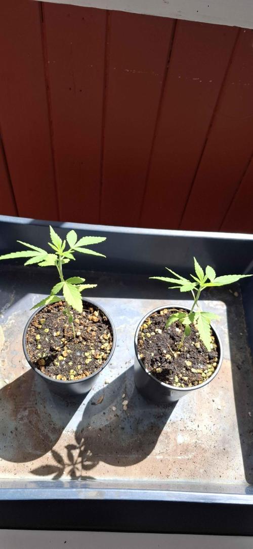 VGrow - Palestinian Princess F2. Week 4