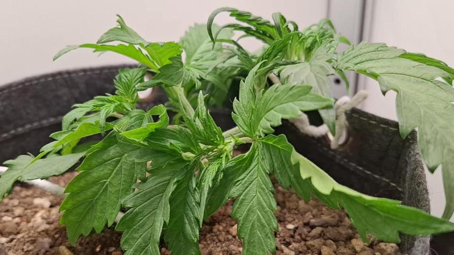 VGrow - Do-Si-Dos Automatic by RQS