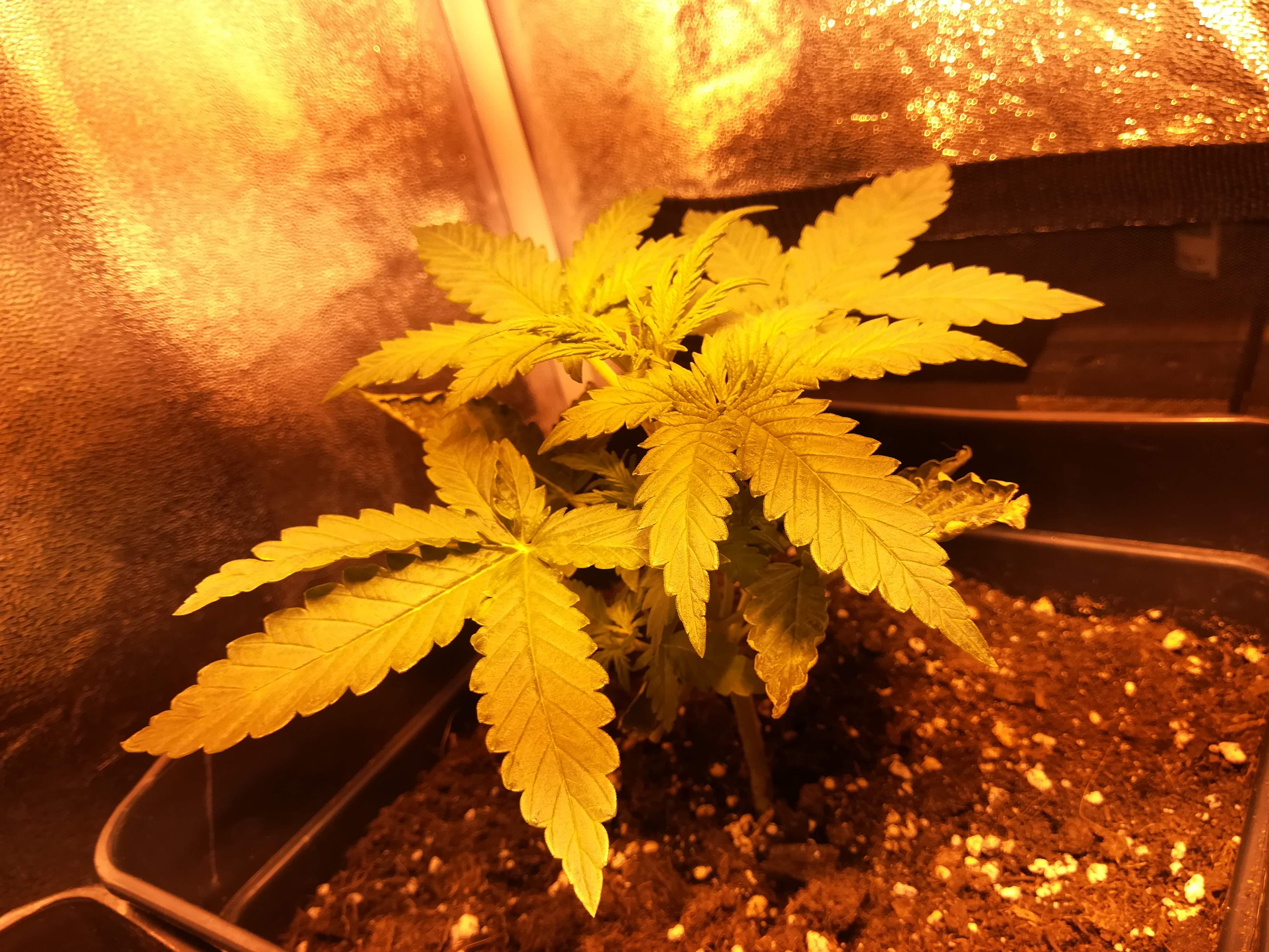 Sweet Seeds Cream Mandarine XL Auto®, Sweet Seeds Sweet Gelato Auto