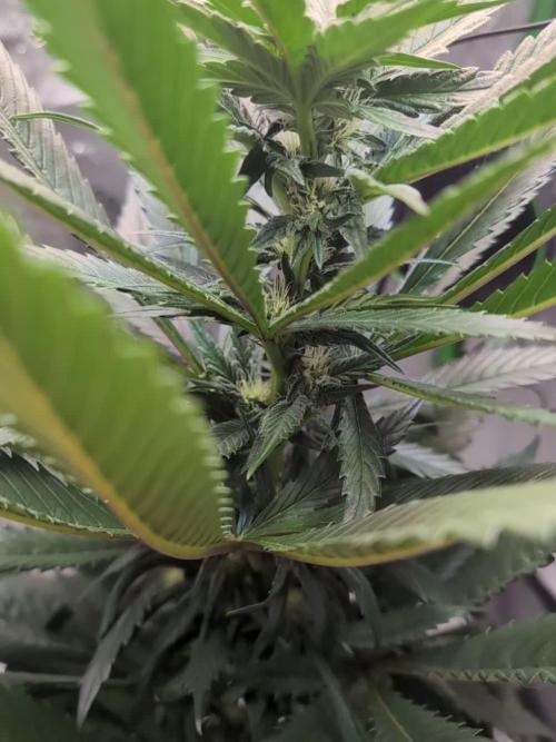 SensiSeed PCK