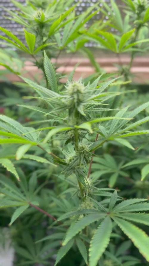 Girlscout cookies