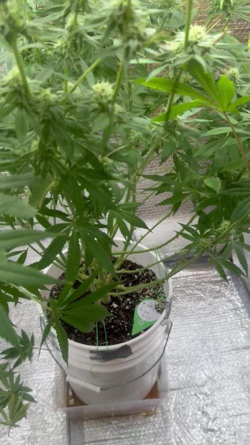 Girlscout cookies