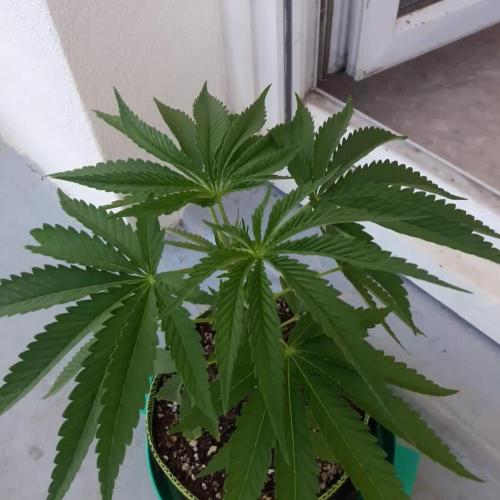 galaxytab bad guy seed by UKHTA