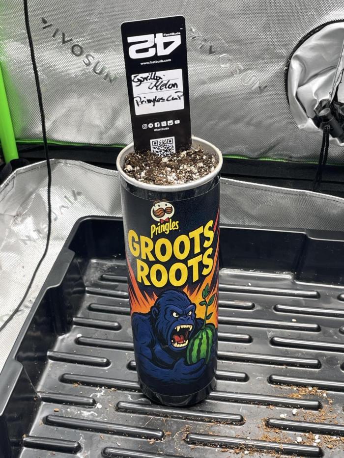 Pringles-Cup. Week 0 - Es geht los:) nach 24h Wasserbad ging’s in die Erde. Leicht angegossen.