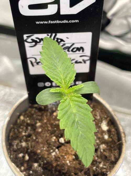 Pringles-Cup. Week 1