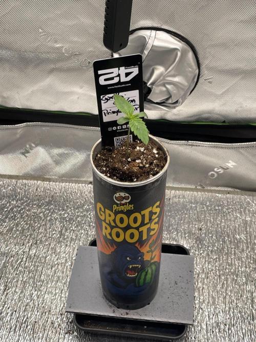 Pringles-Cup. Week 1