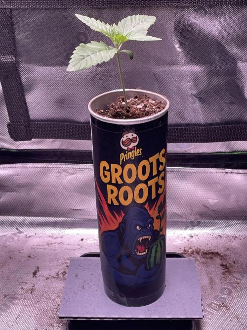 Pringles-Cup. Week 2