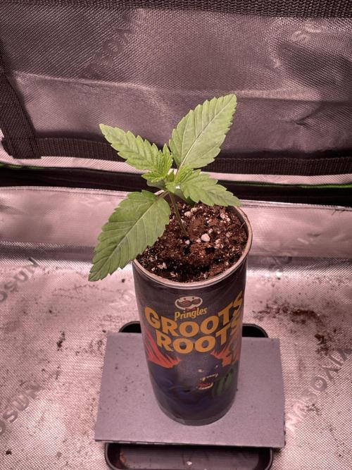 Pringles-Cup. Week 2