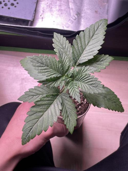 Pringles-Cup. Week 3