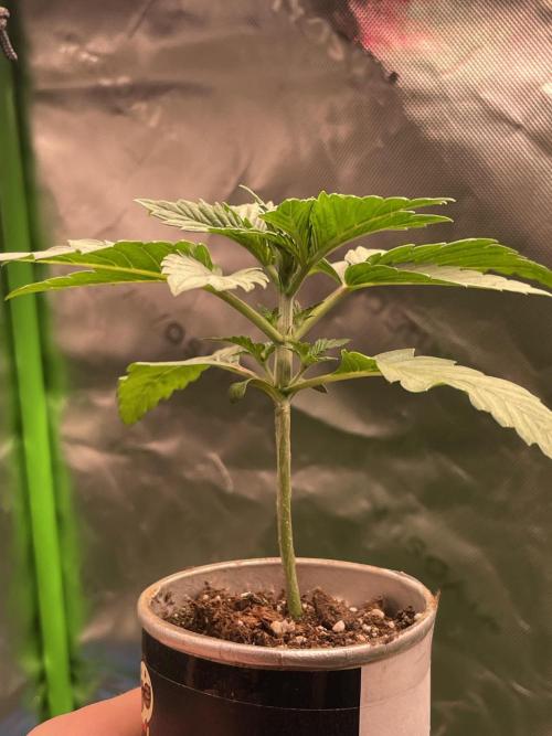 Pringles-Cup. Week 3