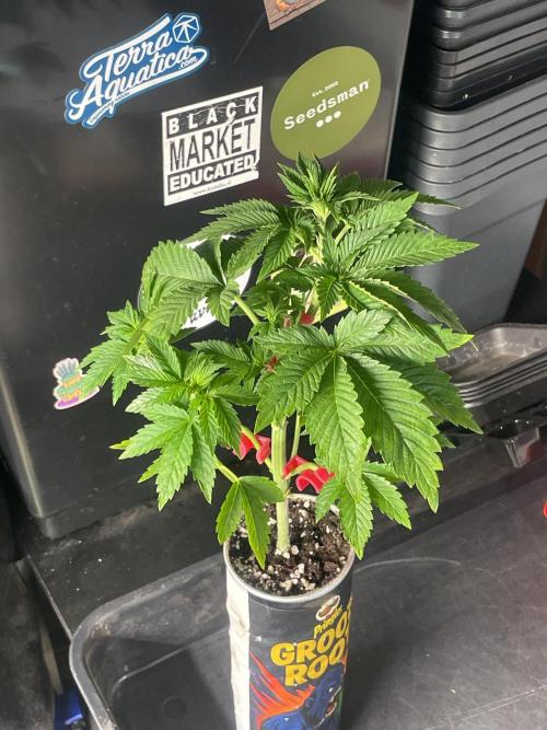 Pringles-Cup. Week 4