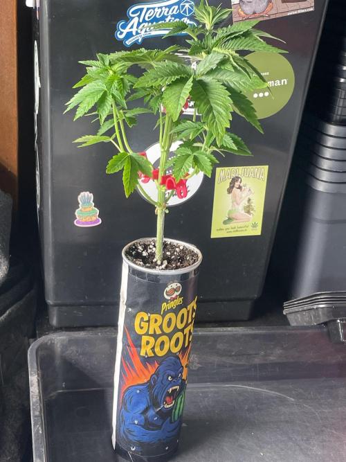 Pringles-Cup. Week 4