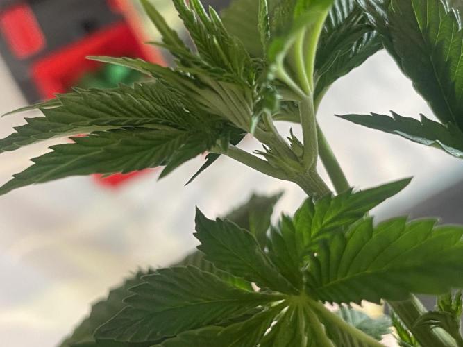 Pringles-Cup. Week 4