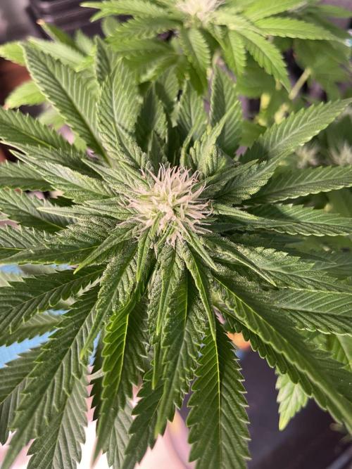 Pringles-Cup. Week 7 - Tag 29 unter 12/12 