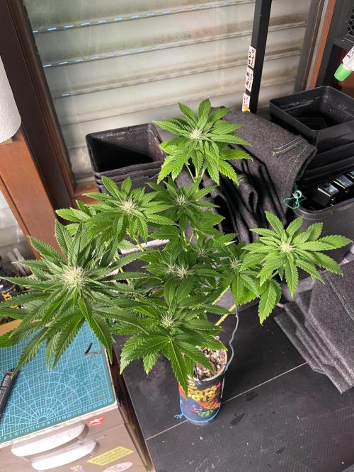 Pringles-Cup. Week 7 - 29.tage unter 12/12