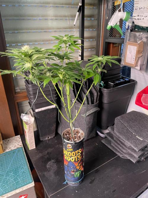 Pringles-Cup. Week 7 - 29.tage unter 12/12