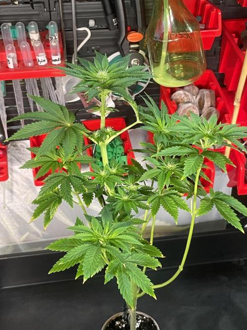 Pringles-Cup. Week 7 - 22tage unter 12/12