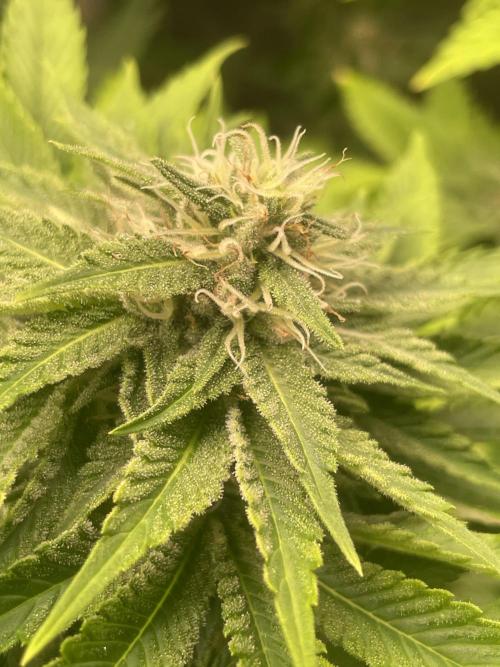 Pringles-Cup. Week 9