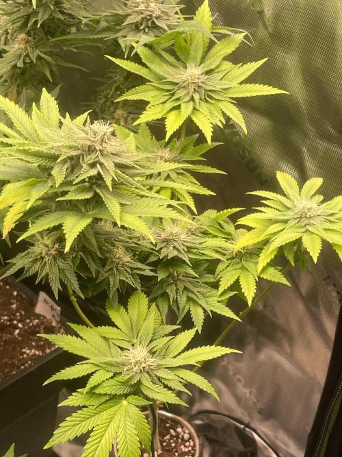 Pringles-Cup. Week 9