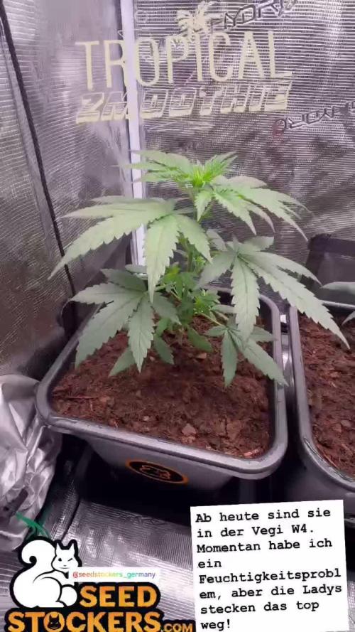 Seedstockers Tropical Zmoothie Fem.