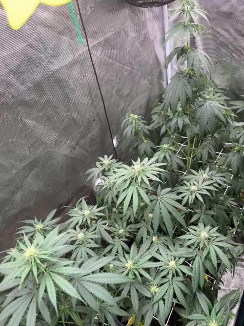 Seedstockers Tropical Zmoothie Fem.