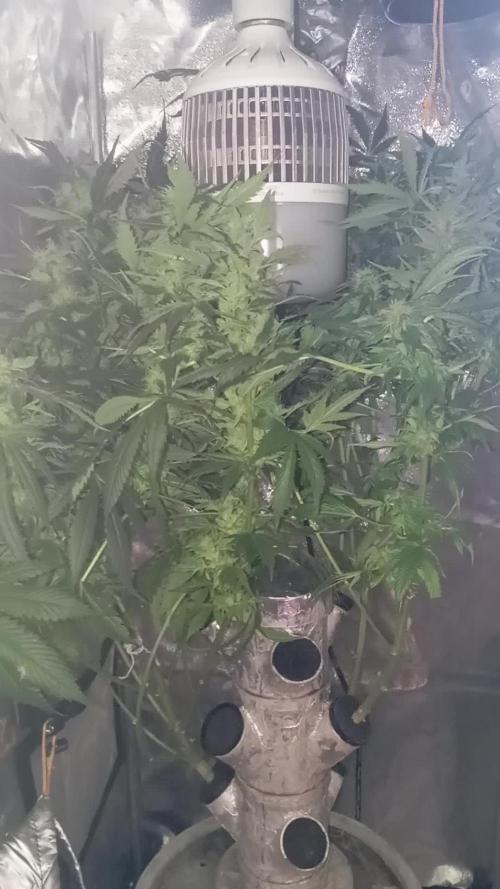 Tower Defonce V2