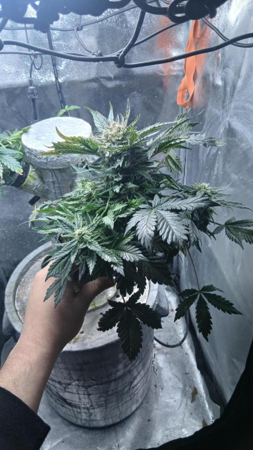 Perpetual grow Tower défonce. Week 11