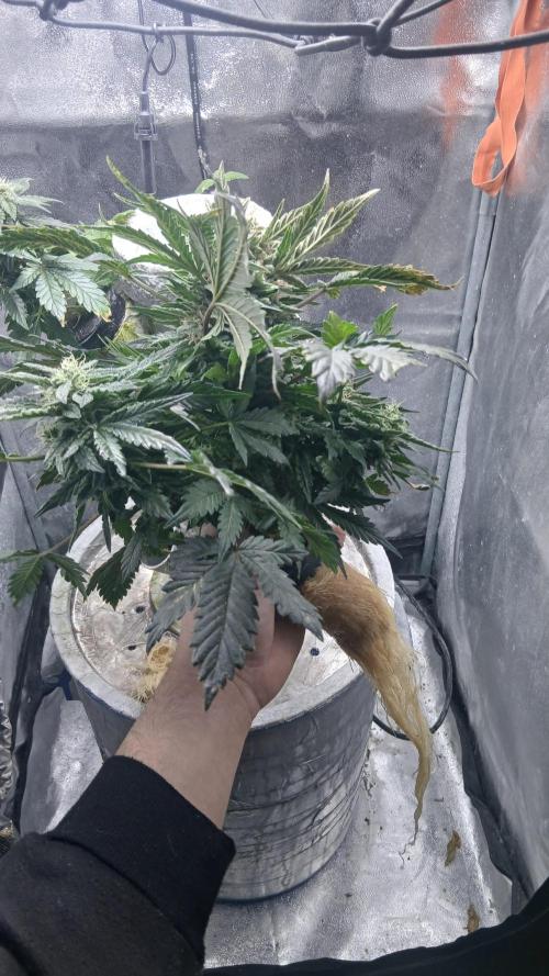 Perpetual grow Tower défonce. Week 11