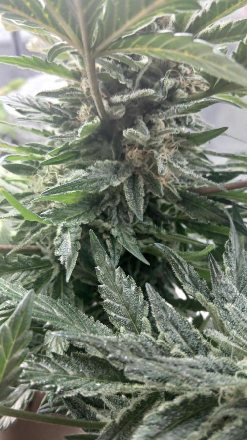 Perpetual grow Tower défonce. Week 11