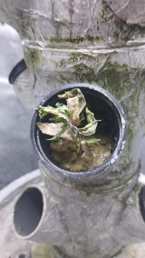 Perpetual grow Tower défonce. Week 11