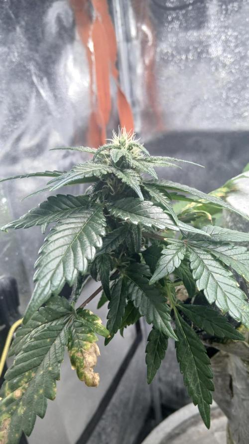 Perpetual grow Tower défonce. Week 11