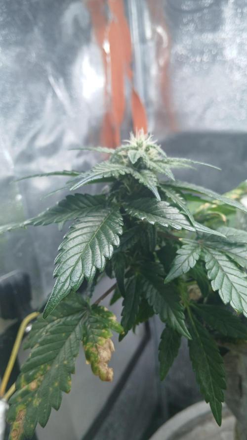 Perpetual grow Tower défonce. Week 11