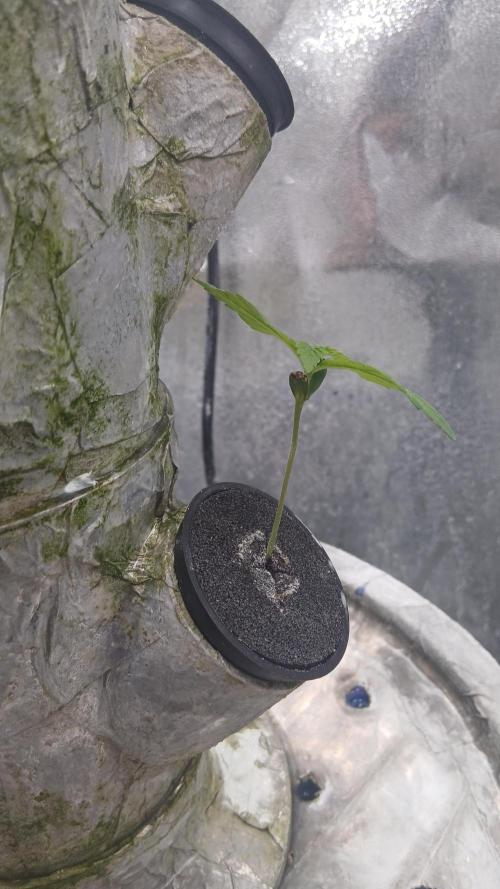 Perpetual grow Tower défonce. Week 11