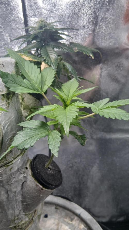 Perpetual grow Tower défonce. Week 11