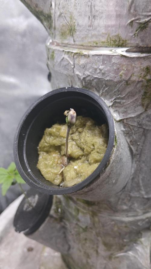 Perpetual grow Tower défonce. Week 11