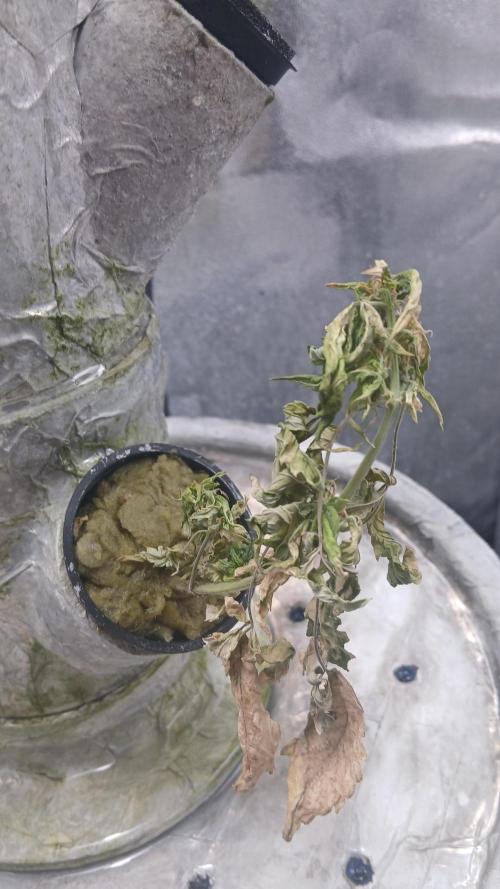 Perpetual grow Tower défonce. Week 11