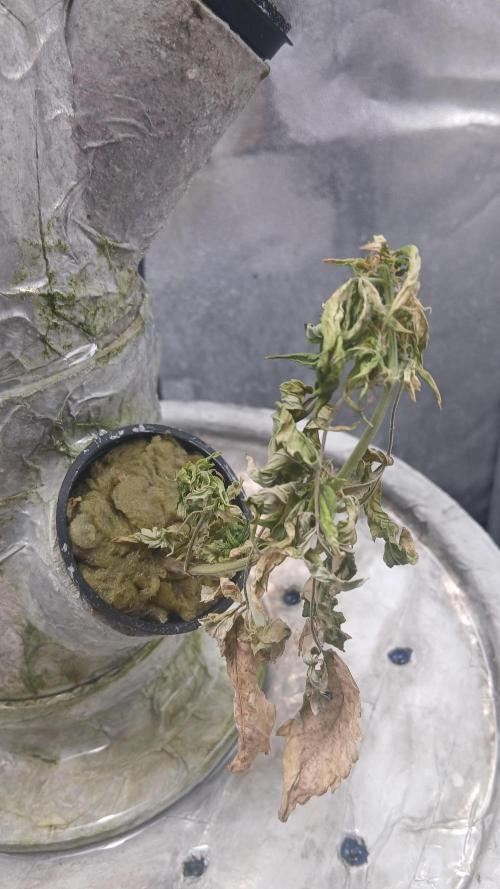 Perpetual grow Tower défonce. Week 11