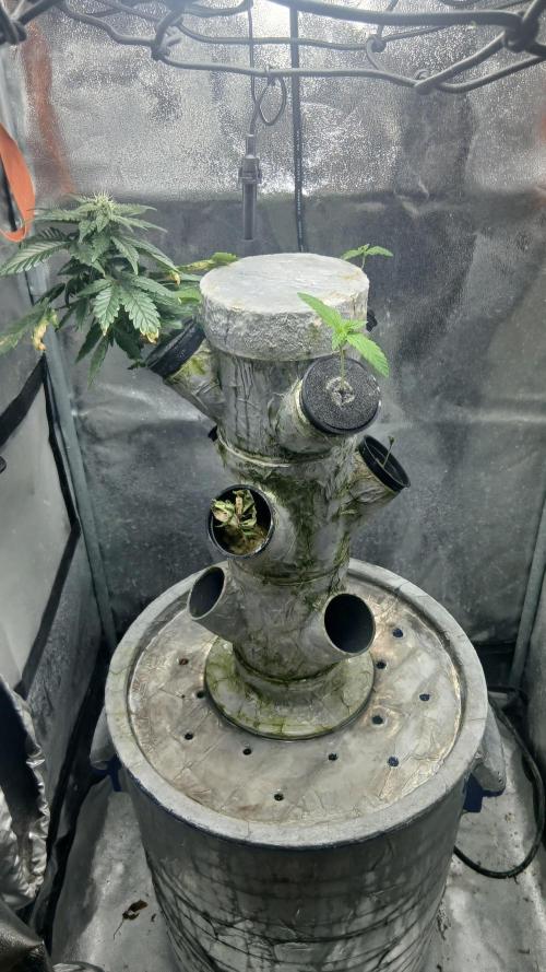 Perpetual grow Tower défonce. Week 11