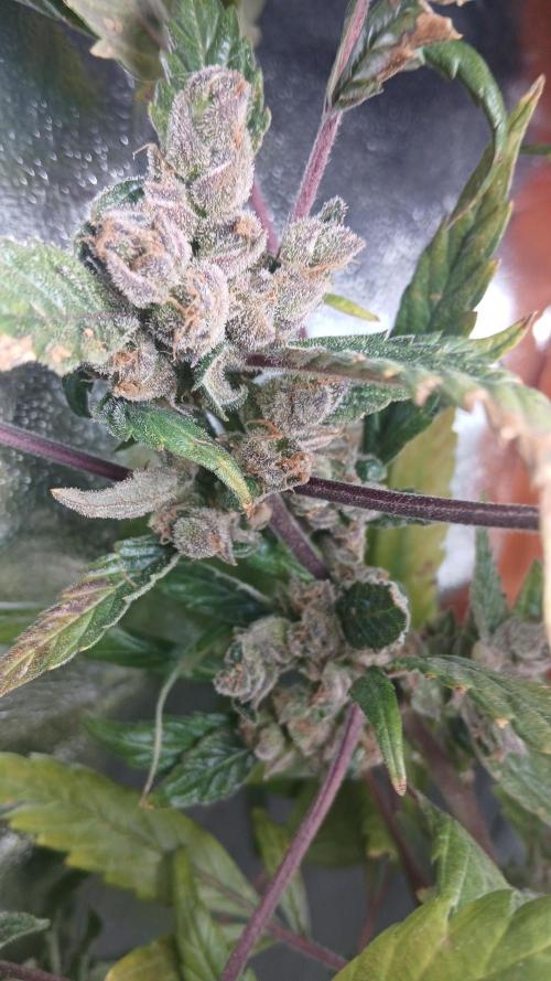 Perpetual grow Tower défonce. Week 12