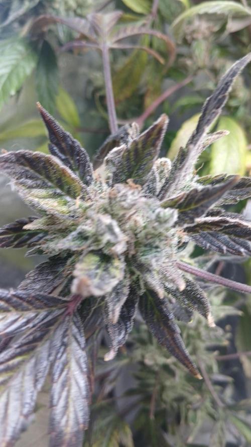 Perpetual grow Tower défonce. Week 12