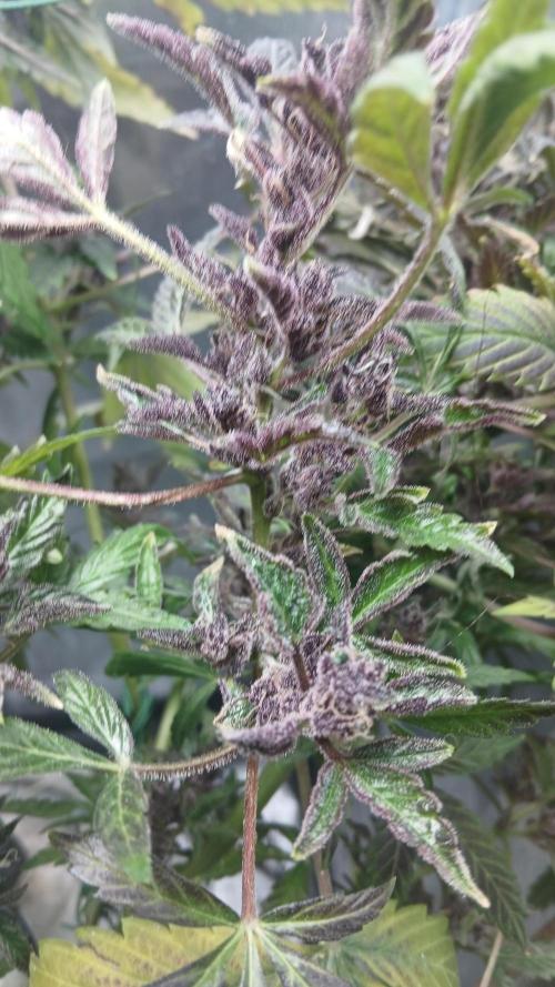 Perpetual grow Tower défonce. Week 12